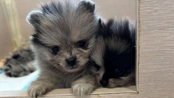 Bellissimi cuccioli di Pomerania Blue Merle disponibili | Foto 2