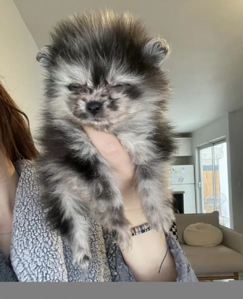 Bellissimi cuccioli di Pomerania Blue Merle disponibili | Foto 1