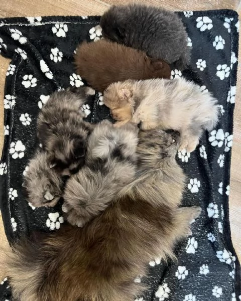 Bellissimi cuccioli di Pomerania Blue Merle disponibili | Foto 0