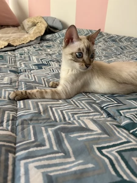 Gatto bengala di 6 mesi 