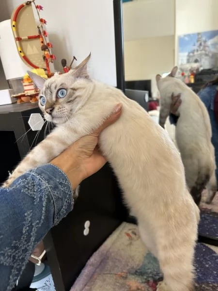 Gatto bengala di 6 mesi  | Foto 5