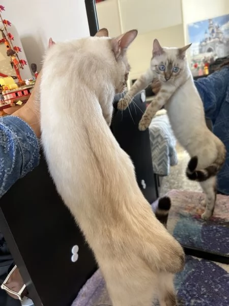 Gatto bengala di 6 mesi  | Foto 4