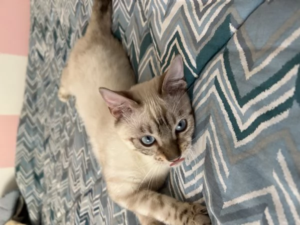 Gatto bengala di 6 mesi  | Foto 3