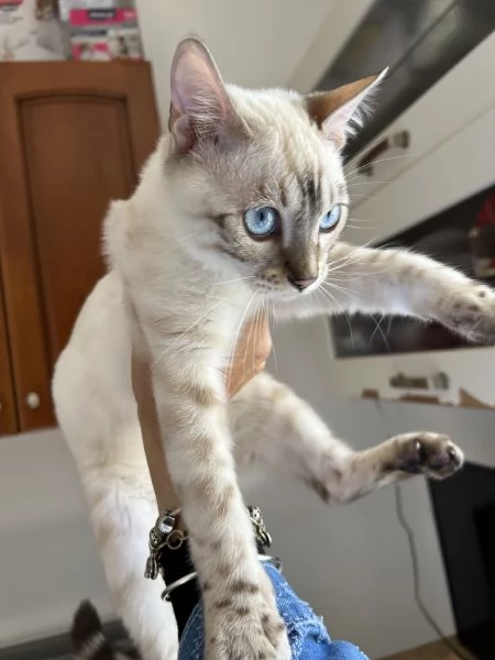 Gatto bengala di 6 mesi  | Foto 2