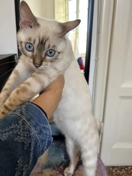 Gatto bengala di 6 mesi  | Foto 1