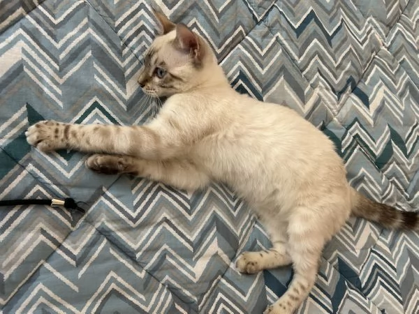 Gatto bengala di 6 mesi  | Foto 0