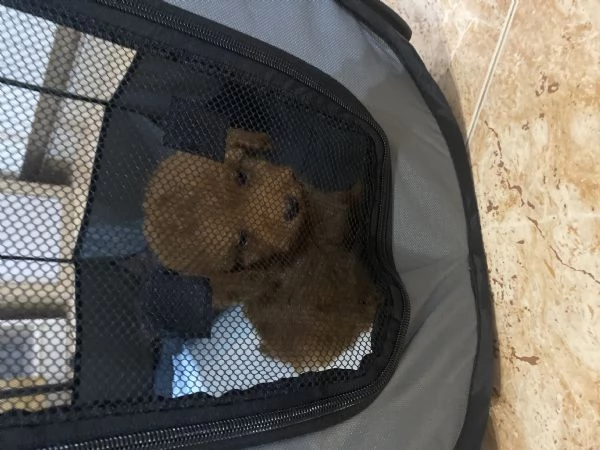 Barboncino toy  | Foto 3