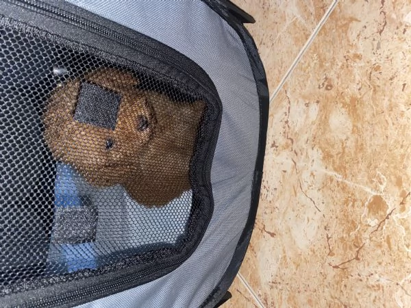 Barboncino toy  | Foto 2