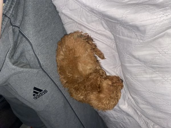 Barboncino toy  | Foto 1