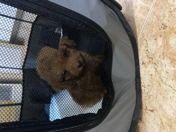 Barboncino toy  | Foto 0