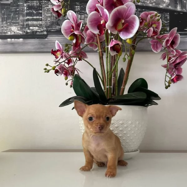 Cuccioli di chihuahua 
