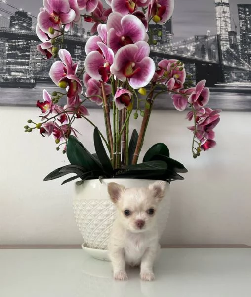 Cuccioli di chihuahua  | Foto 0