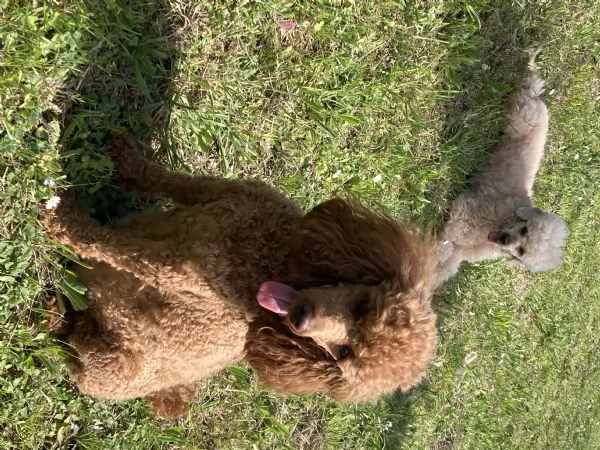 Barboncino nano | Foto 5