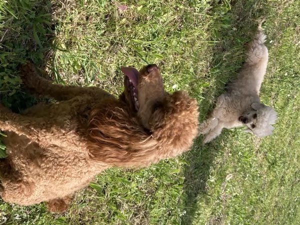 Barboncino nano | Foto 4