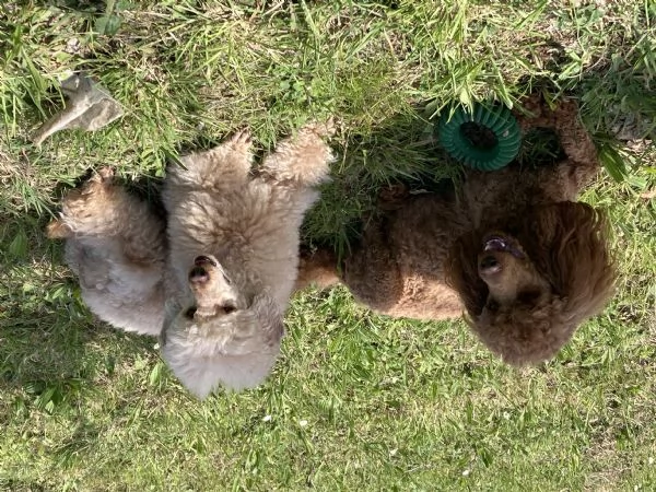 Barboncino nano | Foto 3