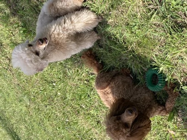 Barboncino nano | Foto 2