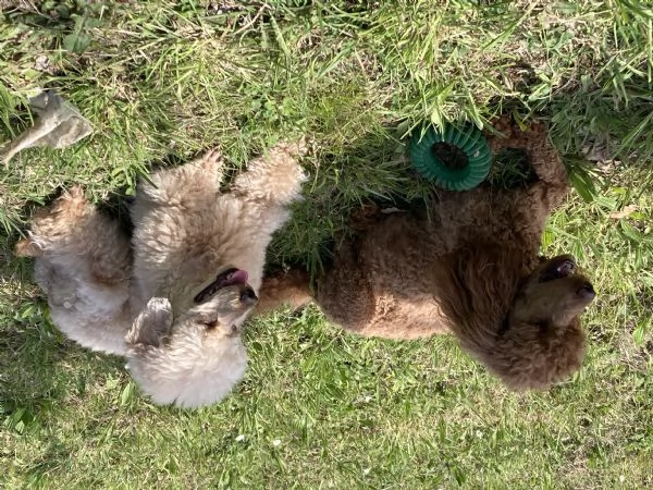 Barboncino nano | Foto 1