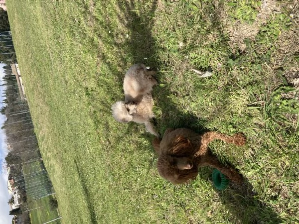 Barboncino nano | Foto 0