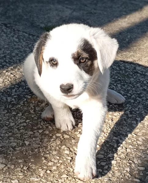 Cuccioli cercano casa 