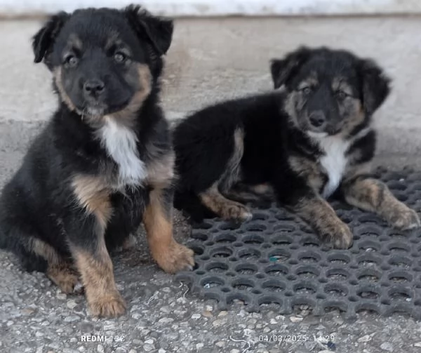 Cuccioli cercano casa  | Foto 2
