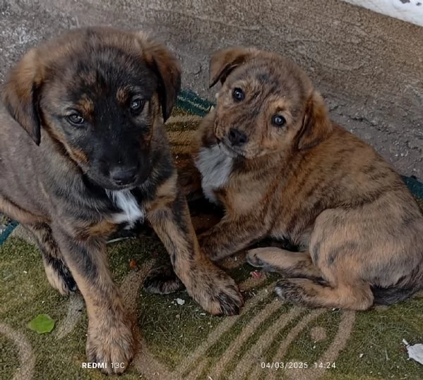 Cuccioli cercano casa  | Foto 1