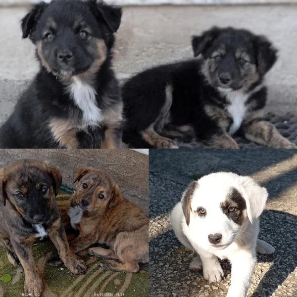 Cuccioli cercano casa  | Foto 0