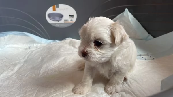 Cuccioli di maltese con pedigree