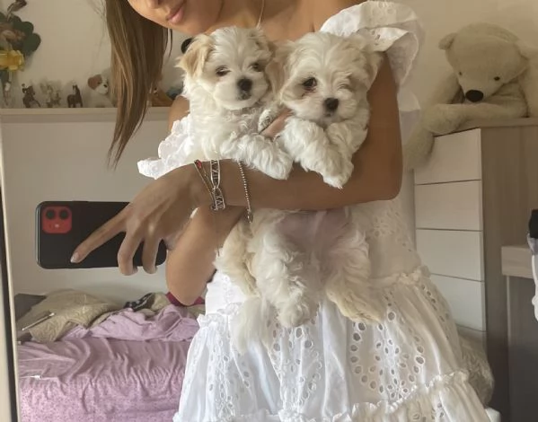 Cuccioli di maltese con pedigree | Foto 1