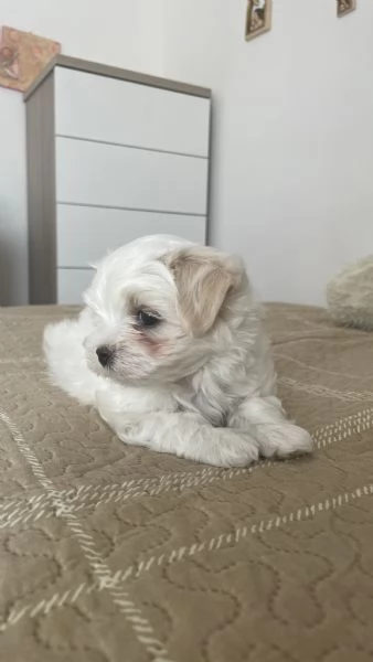 Cuccioli di maltese con pedigree | Foto 0