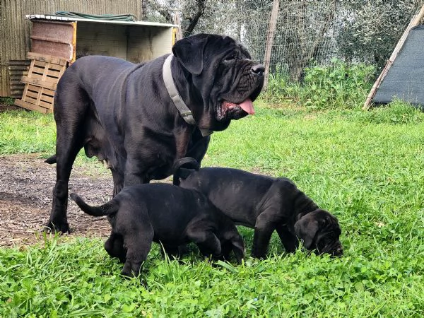 Cuccioli di Mastino Napoletano 