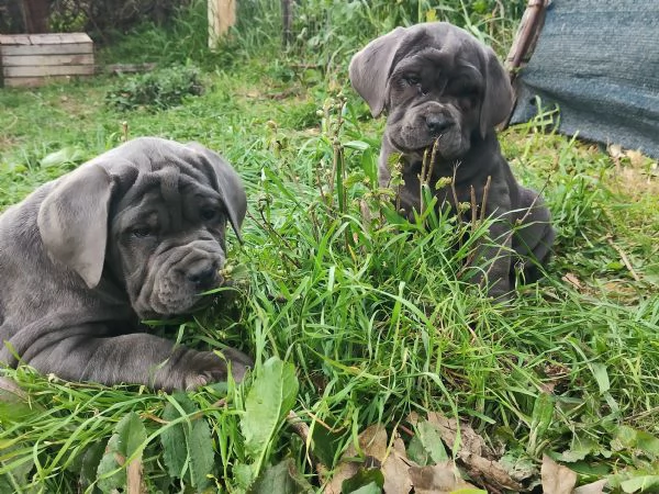 Cuccioli di Mastino Napoletano  | Foto 3