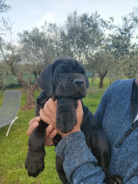 Cuccioli di Mastino Napoletano  | Foto 2