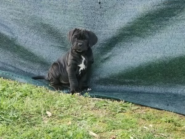 Cuccioli di Mastino Napoletano  | Foto 1