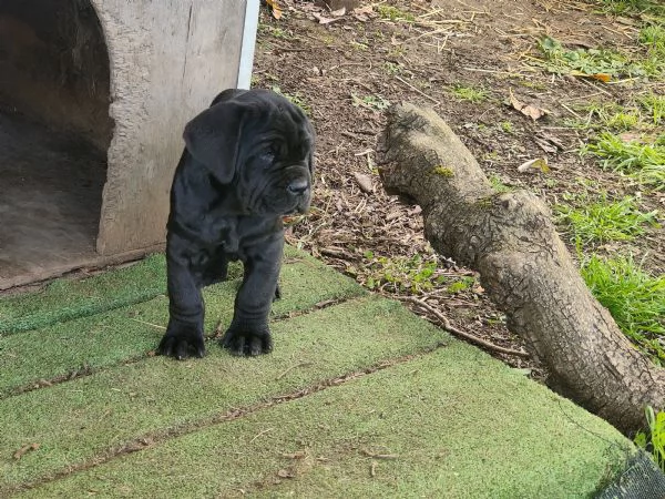 Cuccioli di Mastino Napoletano  | Foto 0
