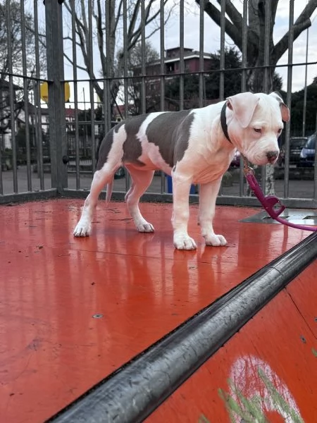 VENDO CUCCIOLA  INCROCIO AMSTAFF/PITBULL 500€ TRATTABILI | Foto 3