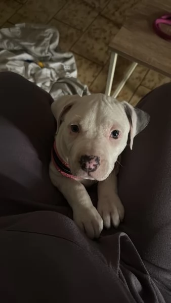 VENDO CUCCIOLA  INCROCIO AMSTAFF/PITBULL 500€ TRATTABILI | Foto 1