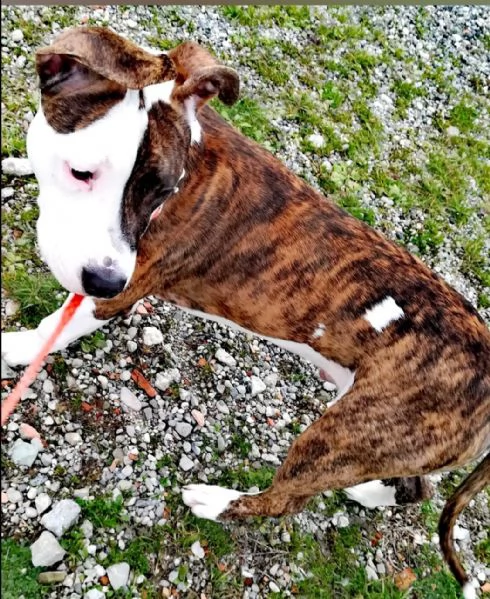 Regalo Amstaff  | Foto 0