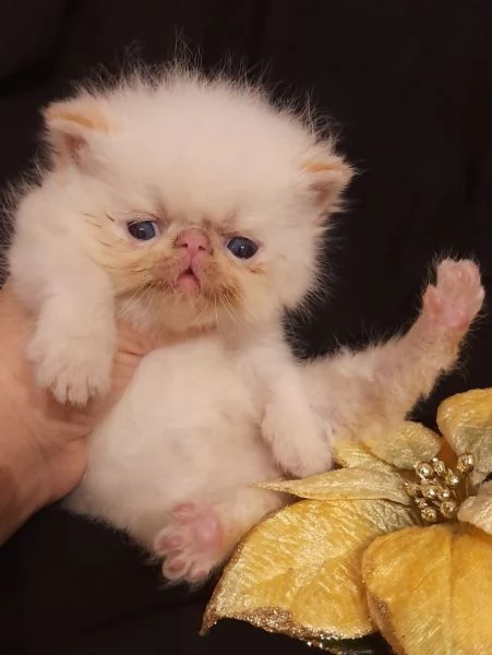 Dolcissimi gattini persiani esotici e pelo lungo 