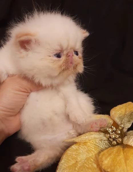 Dolcissimi gattini persiani esotici e pelo lungo  | Foto 5