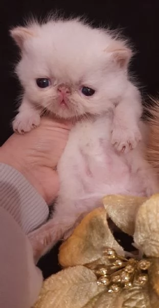 Dolcissimi gattini persiani esotici e pelo lungo  | Foto 4