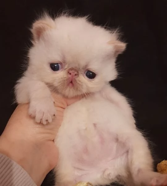 Dolcissimi gattini persiani esotici e pelo lungo  | Foto 3