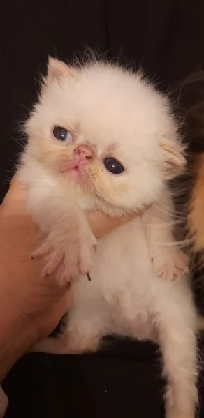 Dolcissimi gattini persiani esotici e pelo lungo  | Foto 2