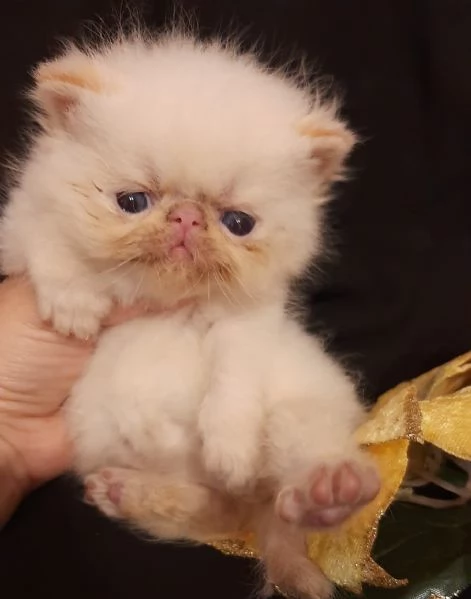 Dolcissimi gattini persiani esotici e pelo lungo  | Foto 1