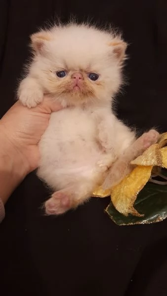 Dolcissimi gattini persiani esotici e pelo lungo  | Foto 0