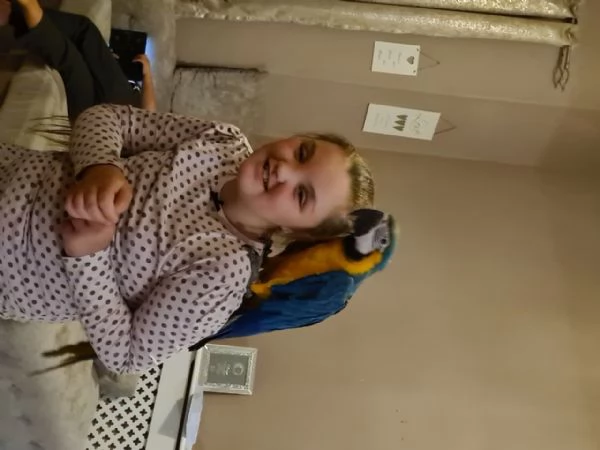 Pappagalli Ara Blu e Gialli Disponibili