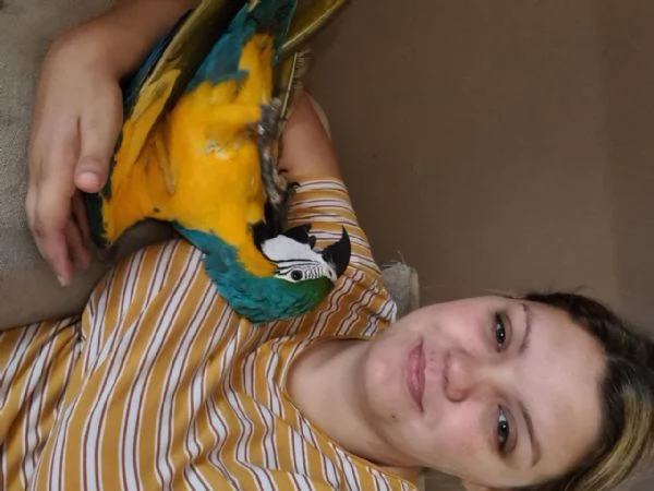 Pappagalli Ara Blu e Gialli Disponibili | Foto 0