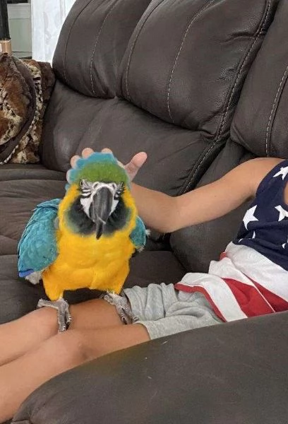 Ara ararauna con gabbia di ambienti per animali