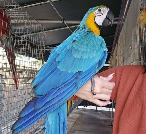 Ara ararauna (Blu e Oro)