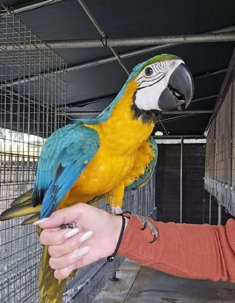 Femmina di Ara Ararauna (Blu e Oro) di 1 anno