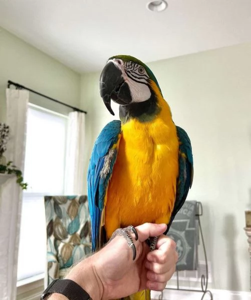 Pappagallo Ara Maschio